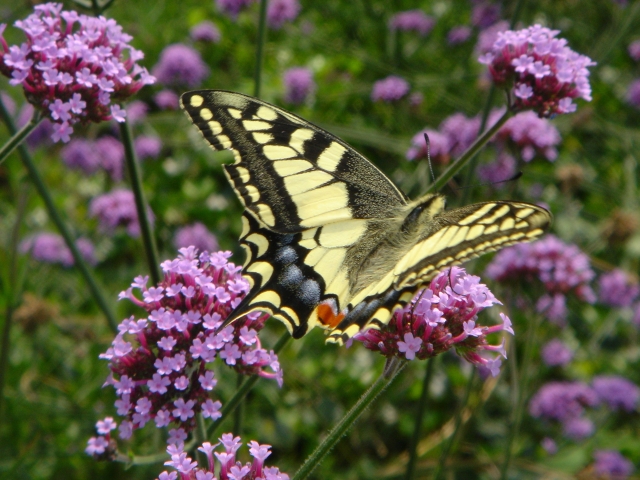 E-book: TIPS VOOR ZELFONTWIKKELING